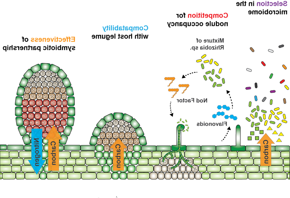 描述植物如何选择微生物群的图, 争夺结节占用, compatibility with host legume, 以及共生伙伴关系的有效性