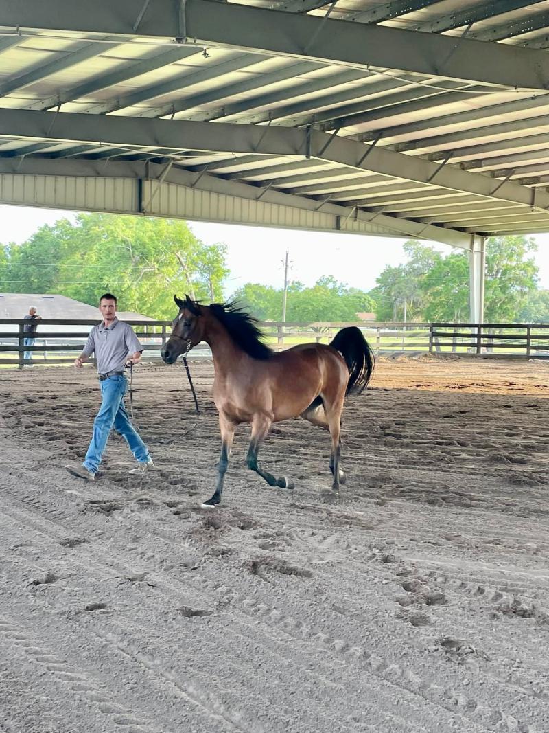 A man leads a horse in an outdoor arena 