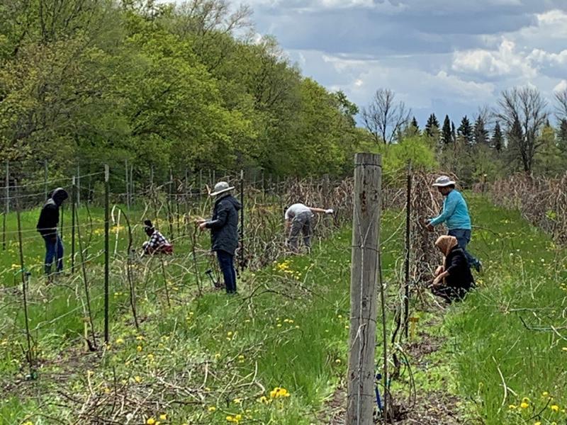 people pruning grapevines